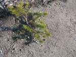 .. dokonce jsme spatřili vítčzství přírody nad asfaltem, z kterého rostla mladá borovice. 